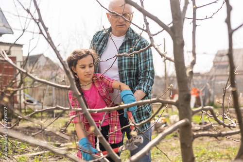 gardening, grandfather and granddaughter in the garden pruning trees