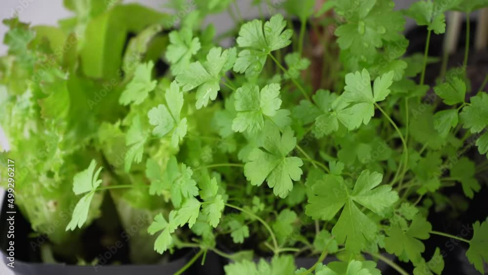 Watering plants. Water pours on the leaves. Sprouting green juicy fragile seedlings in a flat pot. Watering plants. Water pours on the leaves. Sprouting green juicy fragile seedlings in a flat pot.