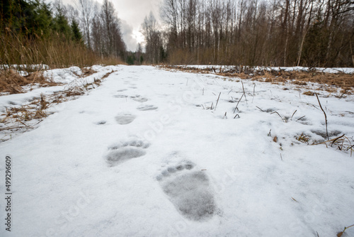 brown bear (Ursus arctos) tracks on snow in spring