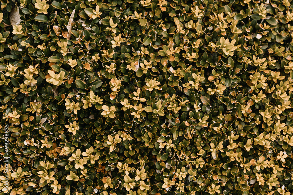 green flowers texture green flowers texture
