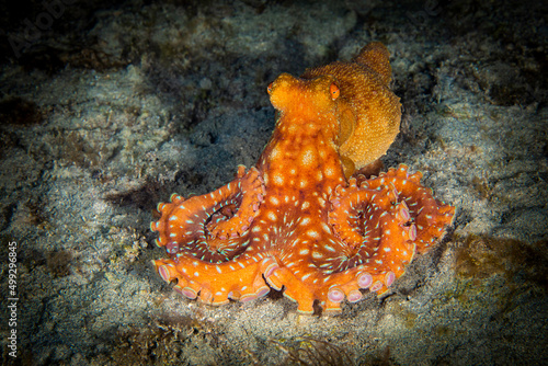 Big orange octopus on night macro photo by diver