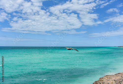 The most beautiful view in the Atlantic ocean. Varadero. Pelicans fly over the azure water. Cuba.