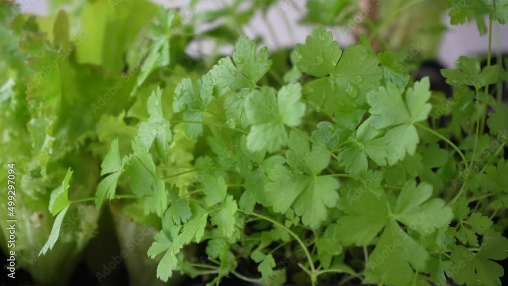 Watering plants. Water pours on the leaves. Sprouting green juicy fragile seedlings in a flat pot. Watering plants. Water pours on the leaves. Sprouting green juicy fragile seedlings in a flat pot.