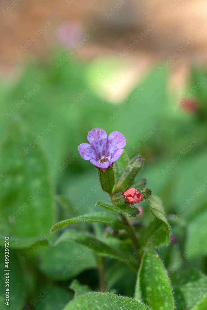 Blossoms of common lungwort (Pulmonaria officinalis). Blossoms of common lungwort (Pulmonaria officinalis).