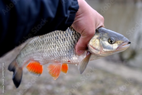 Spring fishing on the river, catch.