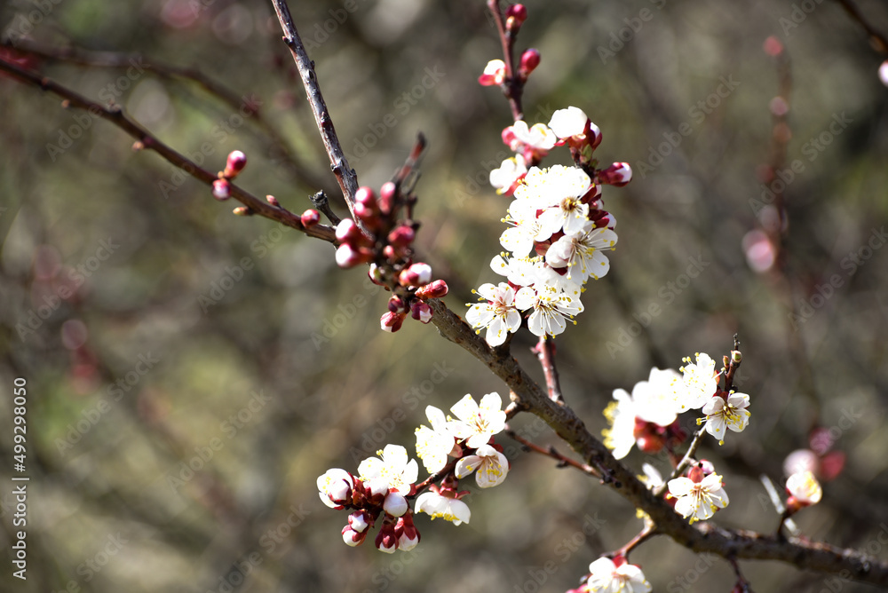 Spring blossom of cherry tree, fruit tree photo Spring blossom of cherry tree, fruit tree photo