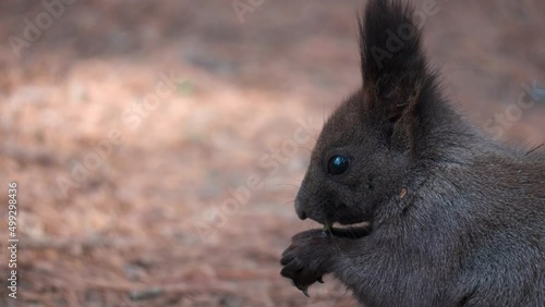 Face close-up Eurasian Gray Squirrel eating nut photo