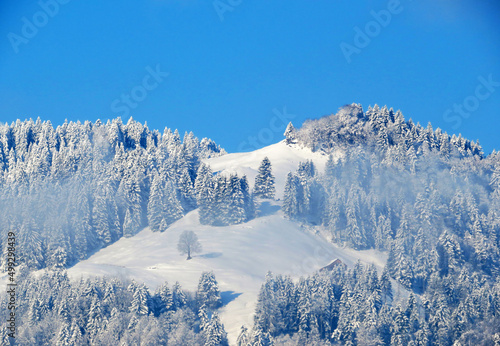 Wallpaper Mural Fairytale icy winter atmosphere and snow-covered coniferous trees on mountain peaks above the alpine valley, Nesslau - Obertoggenburg, Switzerland (Schweiz) Torontodigital.ca