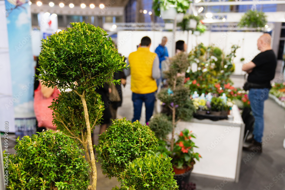 Trees, shrubs in pots for sale. Plants in the garden center.