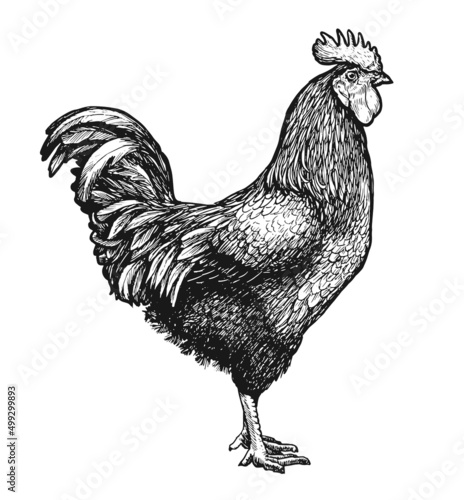 Canvastavla Rooster or farm cockerel sketch