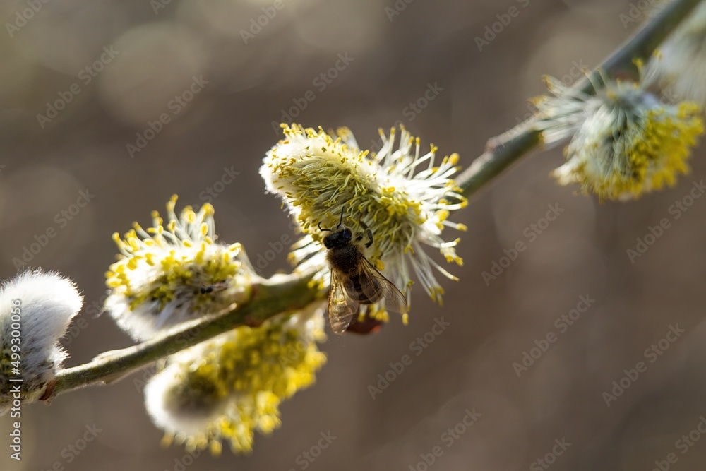 A bee collecting pollen on catkins during a sunny spring morning A bee collecting pollen on catkins during a sunny spring morning