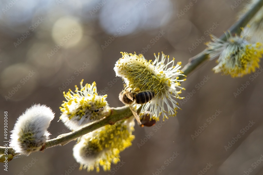 A bee collecting pollen on catkins during a sunny spring morning A bee collecting pollen on catkins during a sunny spring morning