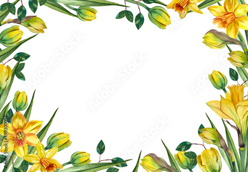 A rectangular frame with watercolor yellow daffodils on a white background painted by hand in watercolor.