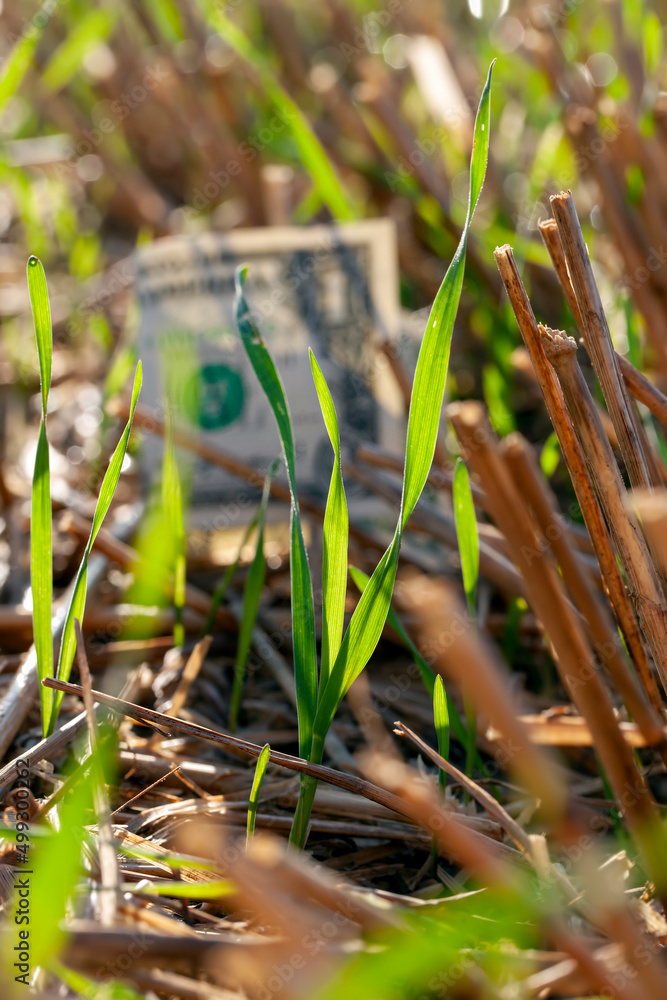 American dollars lie on the agricultural field