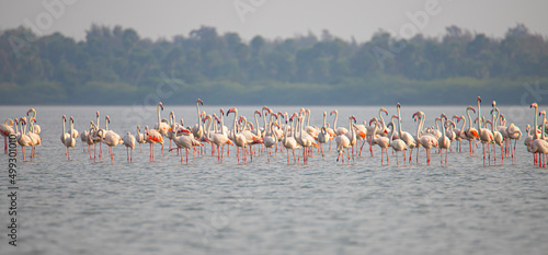 Greater flamingos flock on a lake searching for food photo