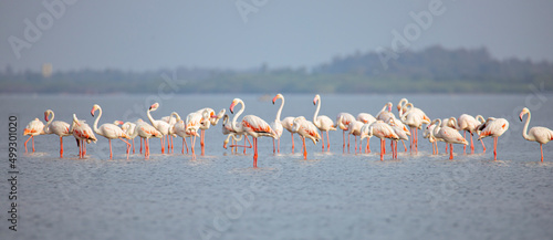Fototapeta Naklejka Na Ścianę i Meble -  Greater flamingos flock on a lake searching for food