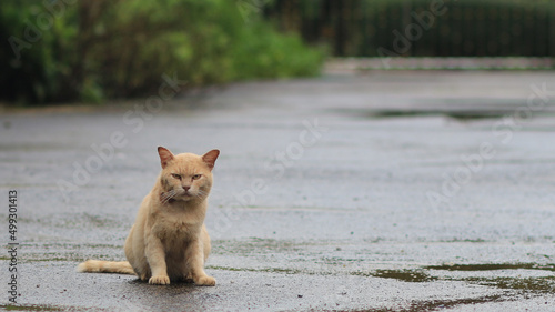 A brown cat sits on the street and stares at the camera, the cat has a curious expression.
