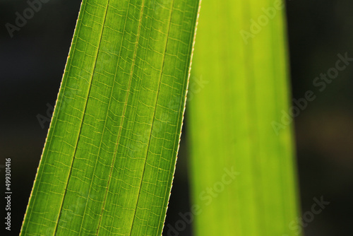 close up of green leaf. Green leaves with blurred background. selective focus.
