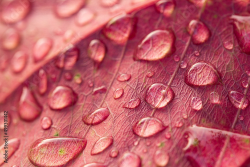water droplets on red leaf. Water drops on red leaf with selective focus.