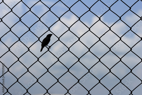 Bird on link fence with barbed wire