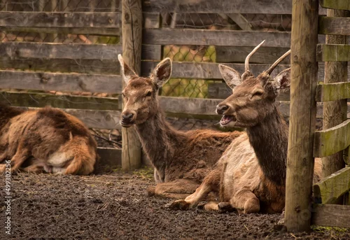 Fototapeta Jeleń agroturystyka