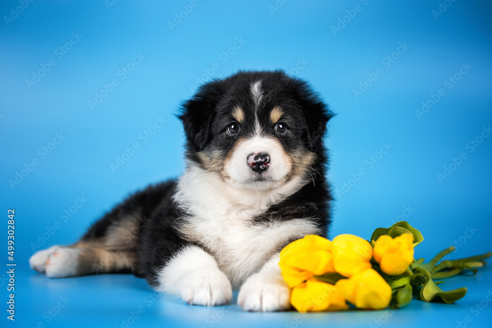 Studio photo of beautiful black tricolor puppy of australian shepherd dog lying near the bouquet of yellow tulips flowers on the saturated light blue background. Ukraine colors Studio photo of beautiful black tricolor puppy of australian shepherd dog lying near the bouquet of yellow tulips flowers on the saturated light blue background. Ukraine colors