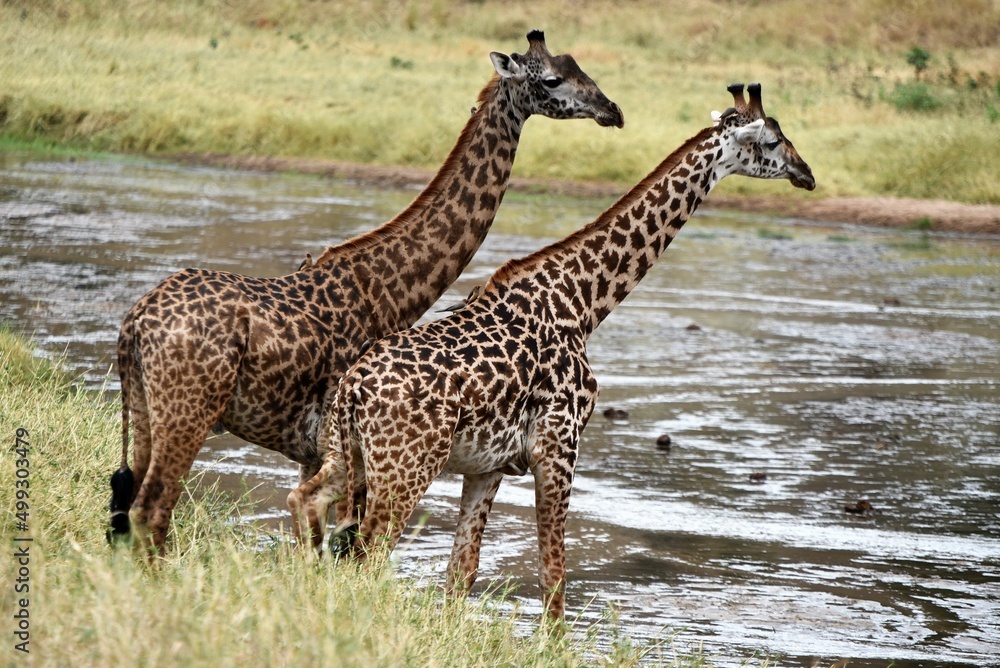 Obraz premium Two Giraffes