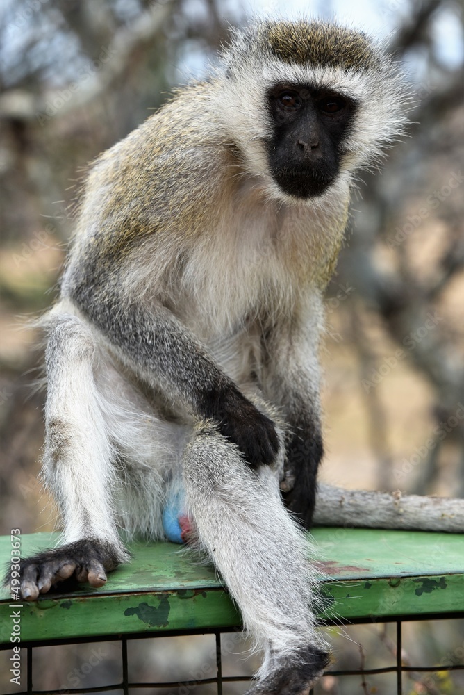 Obraz premium Vervet Monkey