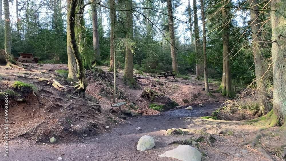Forêt des Vosges avec chemin de randonnée et aire de pique-nique au milieu des sapins.