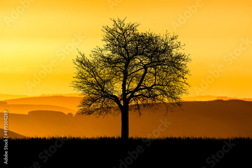 Silhouette Trees in the meadow with beautiful natural light. for use as a background © STOCK PHOTO 4 U