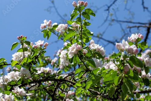 a beautiful apple tree during blooming with white flowers