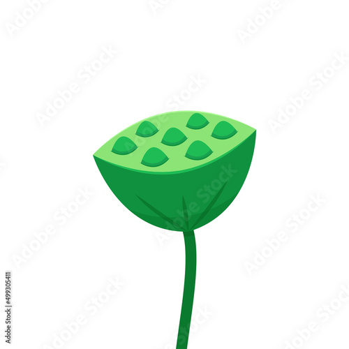 Lotus seeds on white background. Seed Pod of Sacred Lotus Flower.