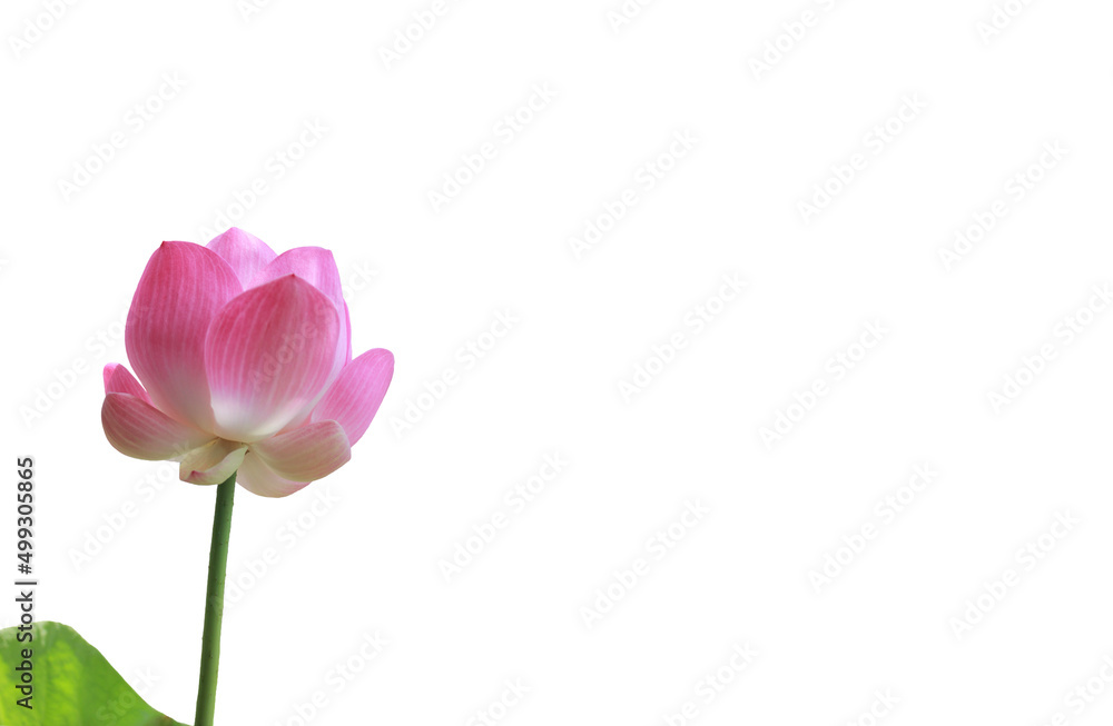 Pink lotus flowers on a white background with blank space with clipping paths. Pink lotus flowers on a white background with blank space with clipping paths.