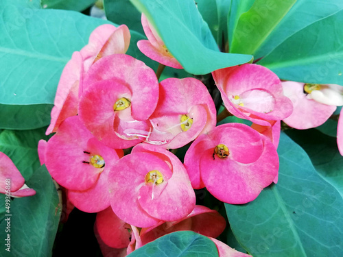 Beautiful red pink flower in close up