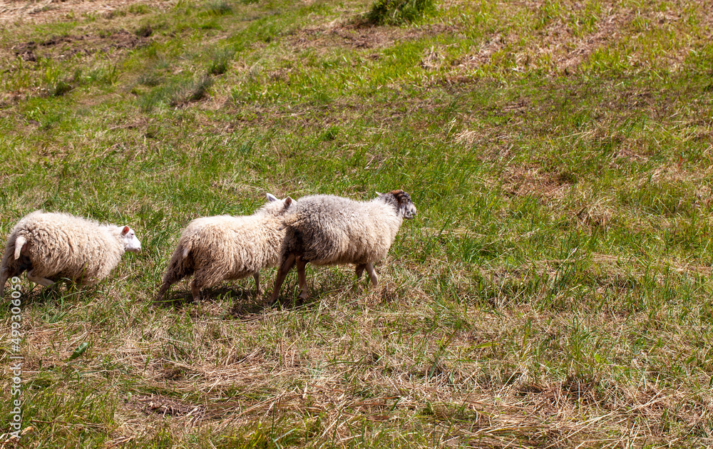 Fototapeta premium domestic sheep running in a herd on the territory of a hilly field