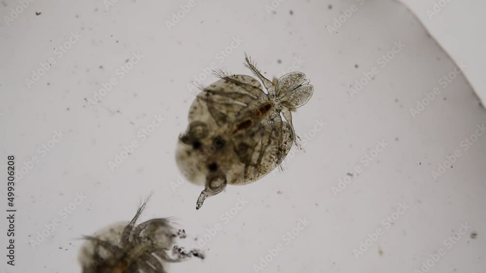 Patterns and backgrounds of Parasitic (Argulus sp.), Study of Argulus sp. under microscope view in laboratory.
Patterns and backgrounds of Parasitic (Argulus sp.), Study of Argulus sp. under microscope view in laboratory.