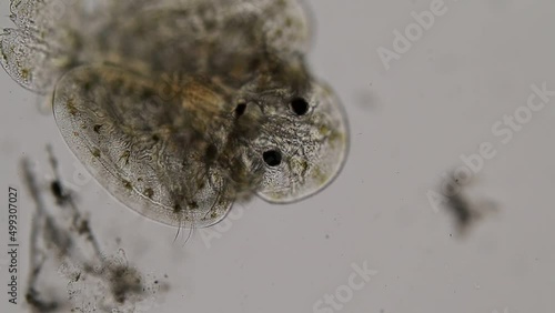 Patterns and backgrounds of Parasitic (Argulus sp.), Study of Argulus sp. under microscope view in laboratory.
 photo