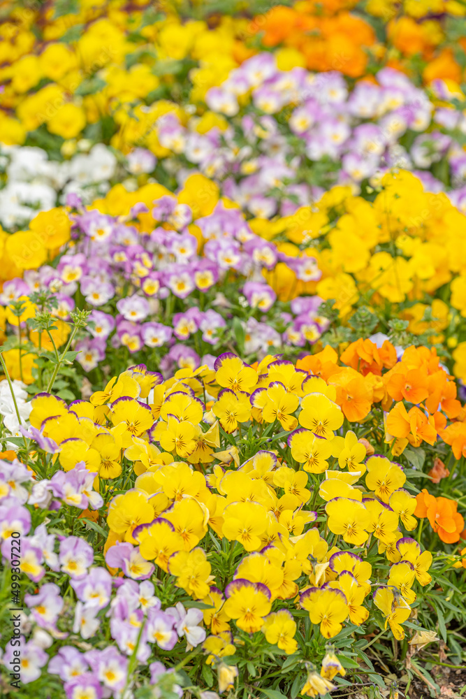 Obraz premium きれいに咲いた色とりどりな春の花