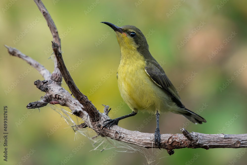Fototapeta premium Olive-backed Sunbird 