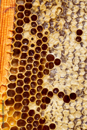 honeycomb filled with flower honey