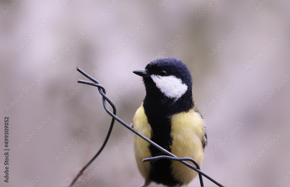 Obraz premium A great tit with a yellow and black breast sits on a wire fence and looks ahead....