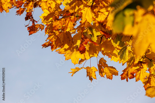 trees with orange foliage in the autumn season