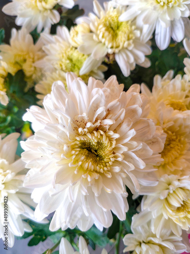 A bunch of white chrysanthemums in spring