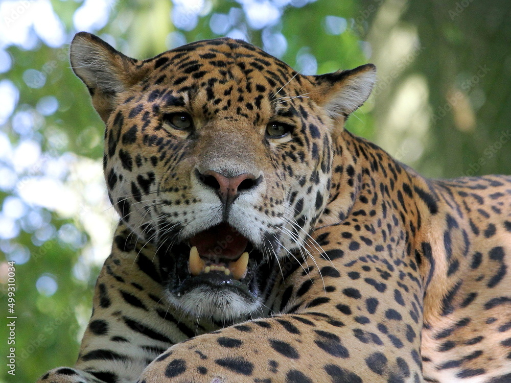 Obraz premium Félins