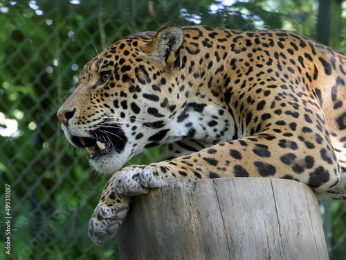 Félins