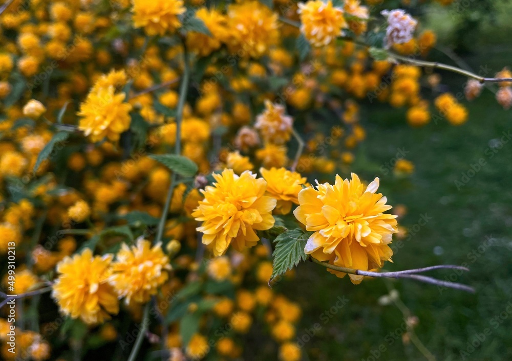 Yellow flowers in the garden Yellow flowers in the garden
