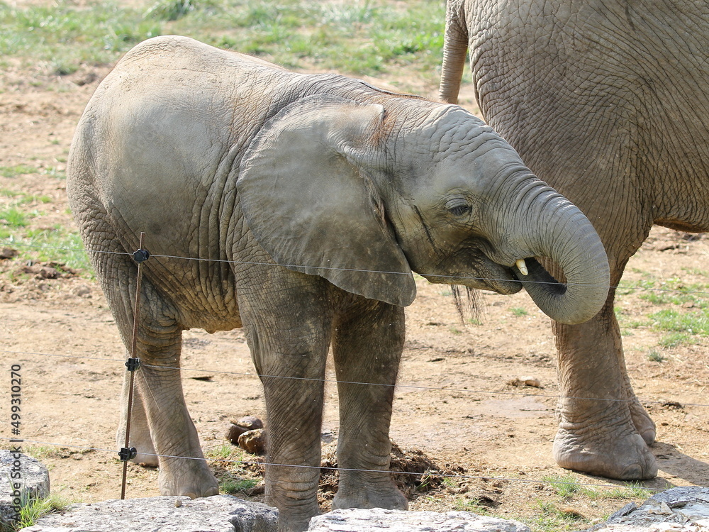 Fototapeta premium Eléphant