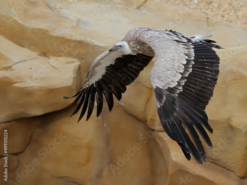 Rapaces