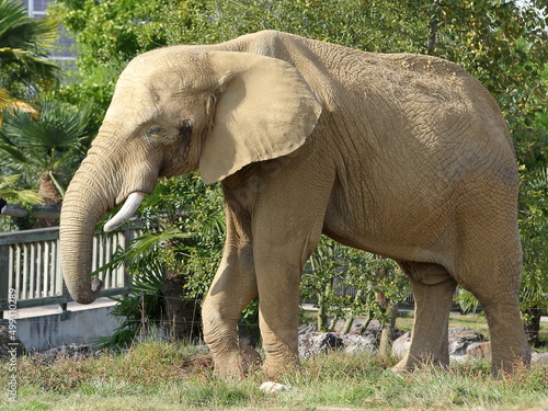 Eléphant