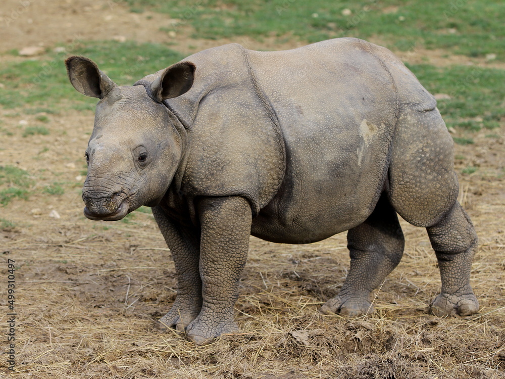 Obraz premium bébé rhinocéros